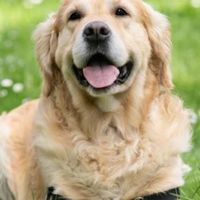 中部寵物禮儀分享🐶🐱🐹🐰🐷🙈🐒