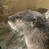 水族館大好きオタク集まれっ!