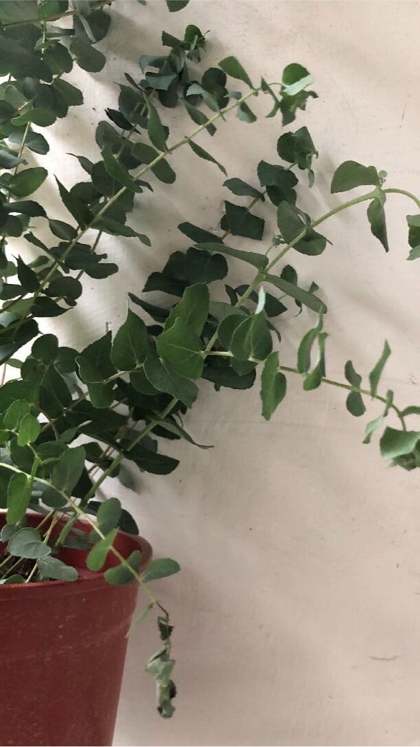 尤加利談心天地🌱