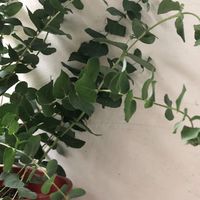 尤加利談心天地🌱
