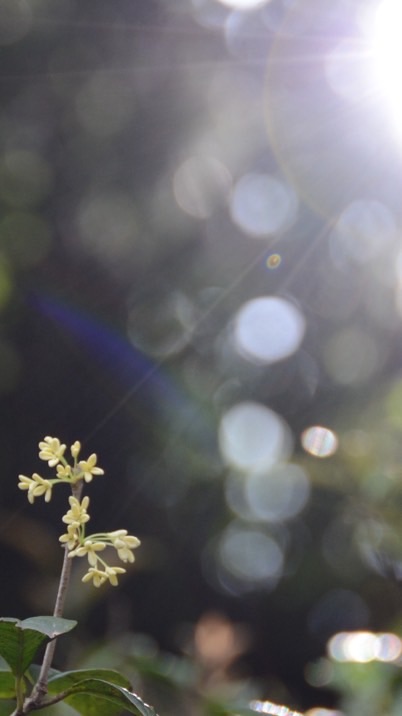 2026冠林晨會菁英群/講師/主持/DJ/結語