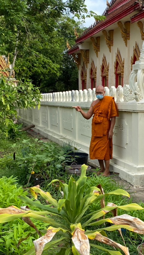 สวนผัก วัดจุมพล