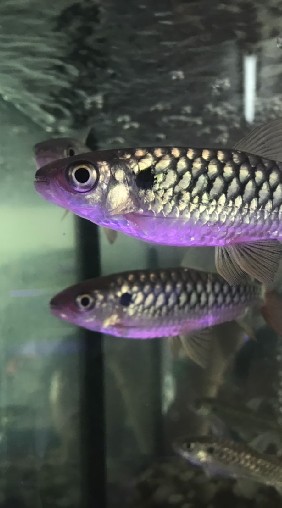🐠ปลาสวยงามภาคเหนือ🐟