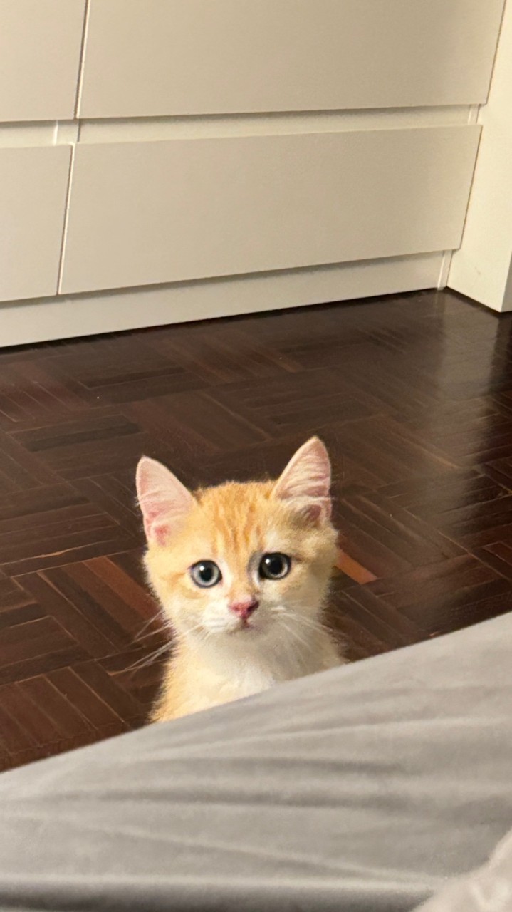 น้องม่อนพรีออเดอร์ของแมว