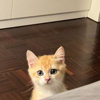 น้องม่อนพรีออเดอร์ของแมว