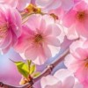 🌸刀剣乱舞緩なりきり咲桜本丸🌸