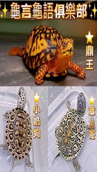 龜言龜語俱樂部