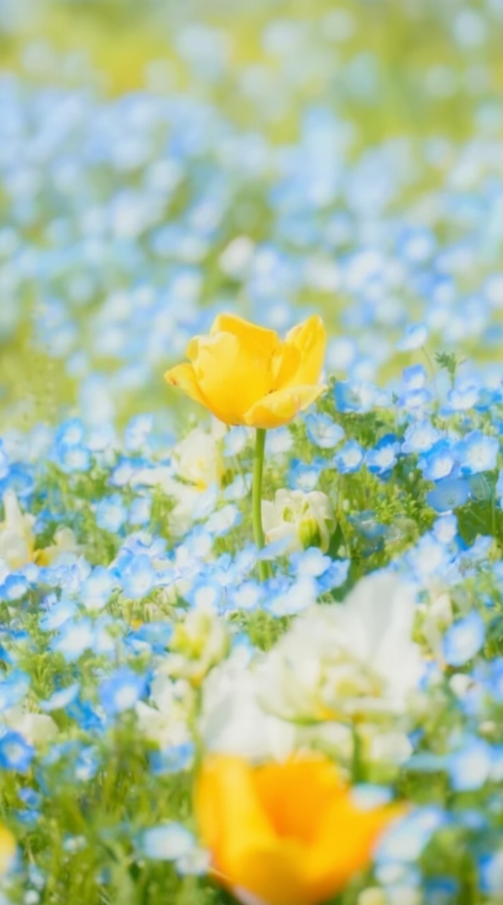 🌟大人≦🌟.•*¨雑談癒し部屋.•*🌱♬•
