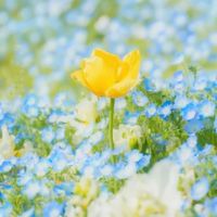 🌟大人≦🌟.•*¨雑談癒し部屋.•*🌱♬•