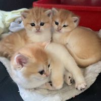 貓族犬力（志恩貓舍）