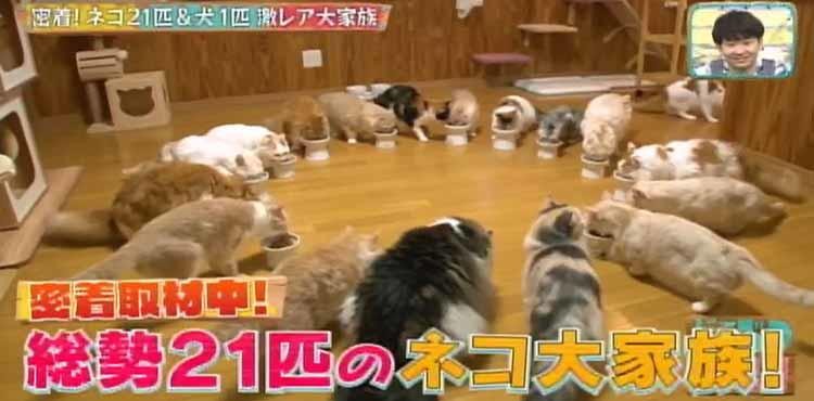 まさしくビール腹 ネコ21匹 犬の大家族 激カワショット