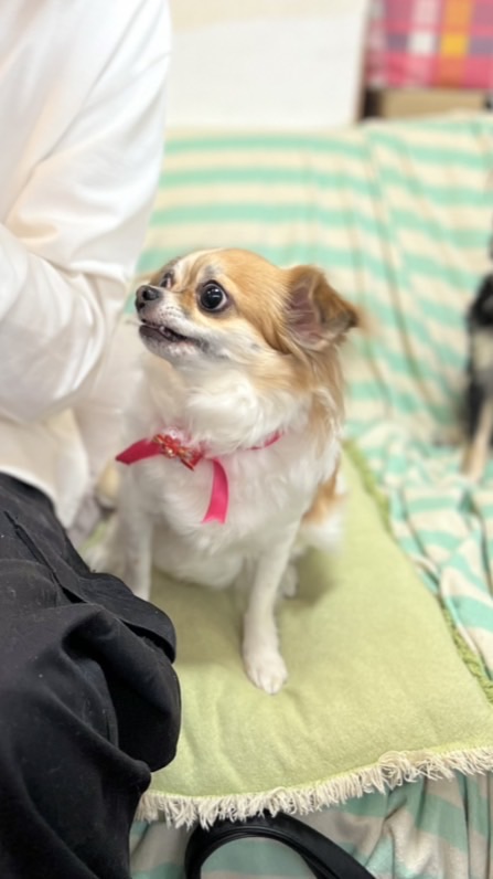 ⚠️迷子犬・チワワのむぎちゃん