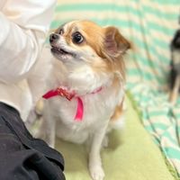 ⚠️迷子犬・チワワのむぎちゃん