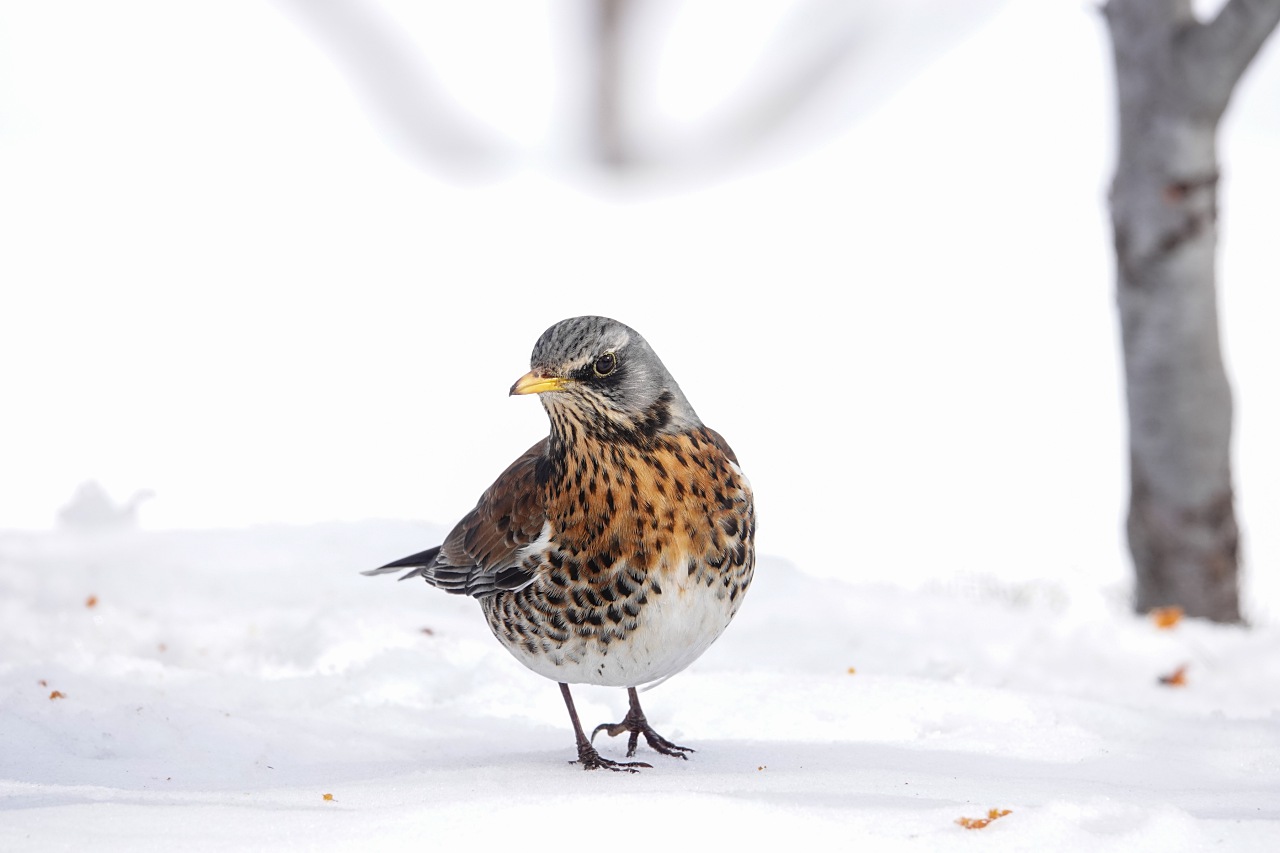 旅遊攝影師貝琪梨的極地遠征！Sony RX10 IV 極光 / 飛羽實戰拍攝分享