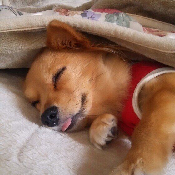 怖がりな犬 への正しい対処法 いぬのきもちnews