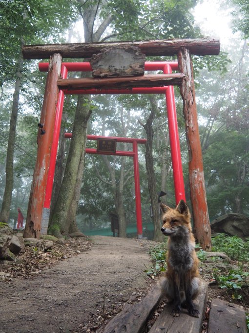 猶如踏進神域深山紅鳥居下的仙狐神使 Line購物