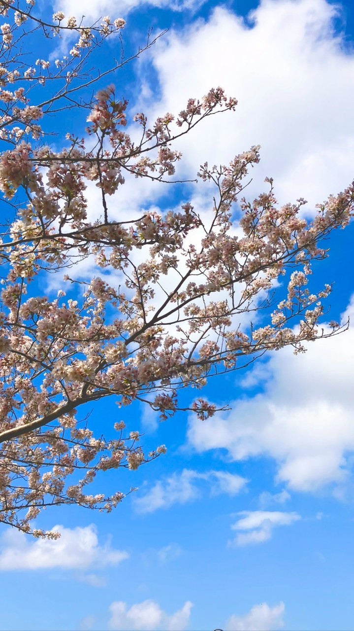 とある本丸【刀剣乱舞なりきり】