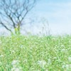 いれいすnrkrメイド喫茶(BL有)