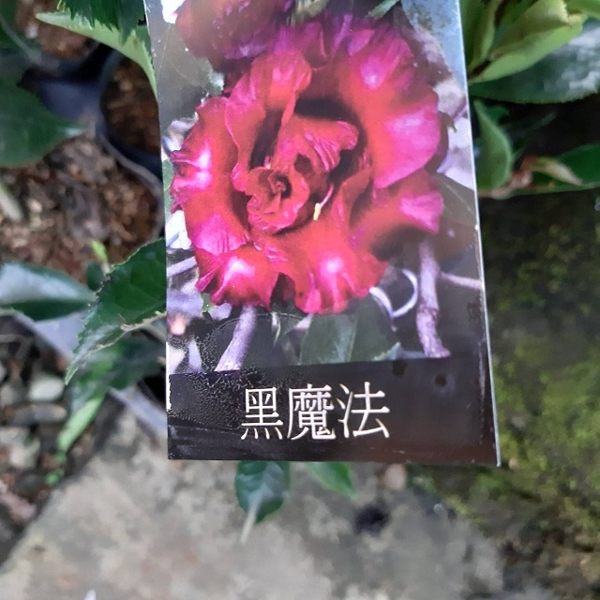 花瓣厚實