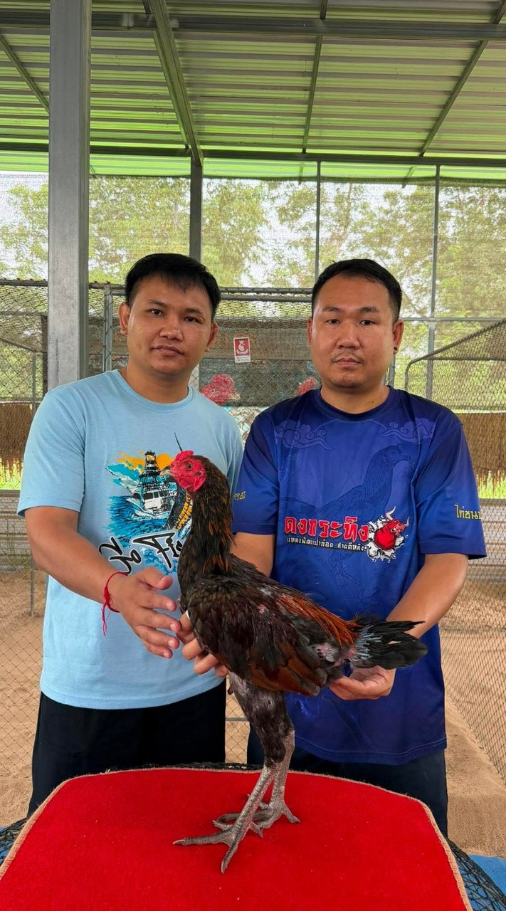 ซุ้ม อภิภพฟาร์ม มวยไทยไก่ชน