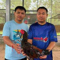 ซุ้ม อภิภพฟาร์ม มวยไทยไก่ชน
