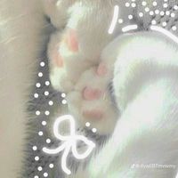 我愛貓貓💞