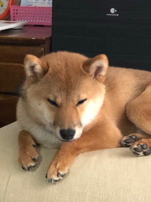 長すぎも短すぎもダメ 犬の適切な睡眠時間の目安は