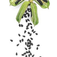 芝麻社區🌱②群｜比特幣/區塊鏈/加密貨幣/合約交易/現貨