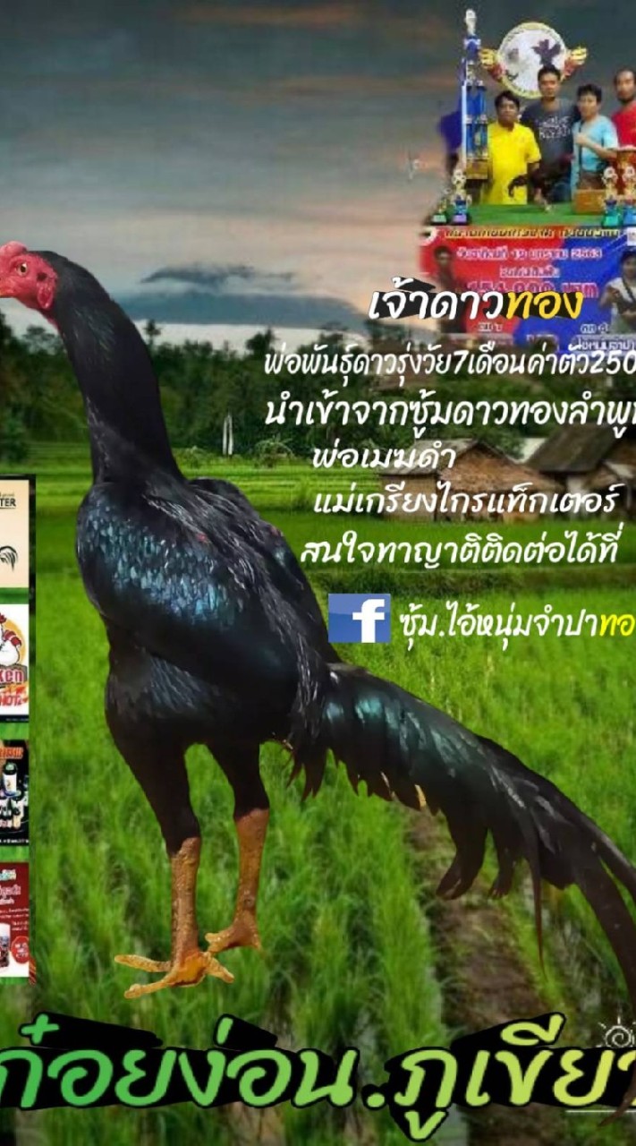 เจ้าดาวทอง