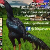 เจ้าดาวทอง