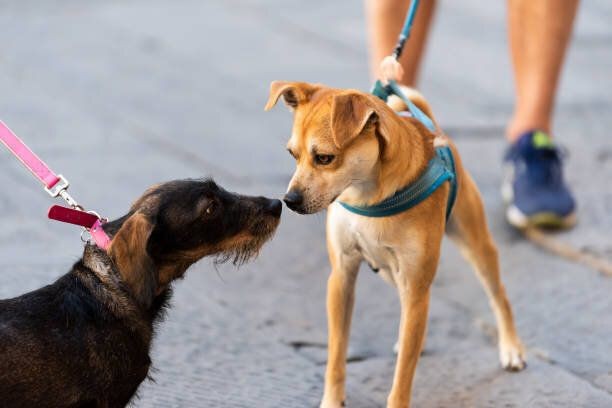 追いかけられる秋田犬 切ない表情がたまらない いぬのきもちnews