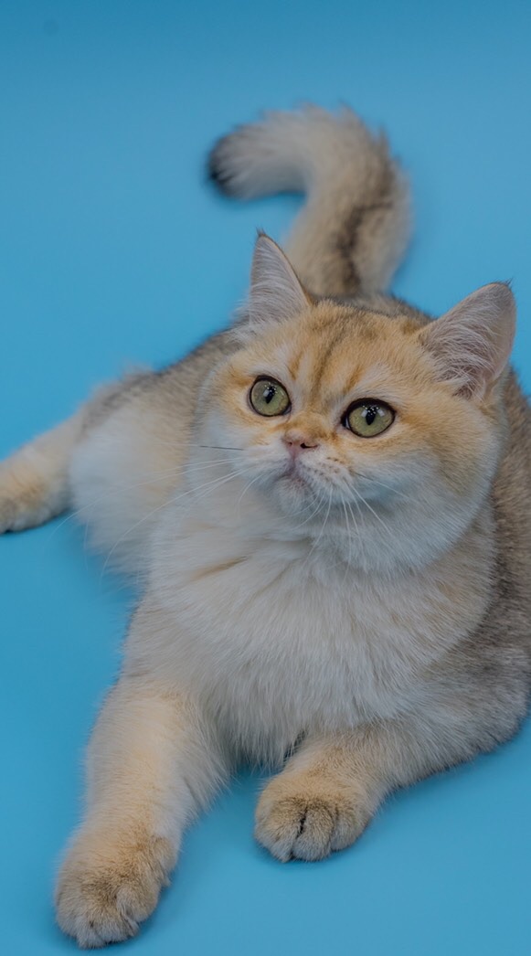 British Shorthair club