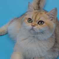 British Shorthair club