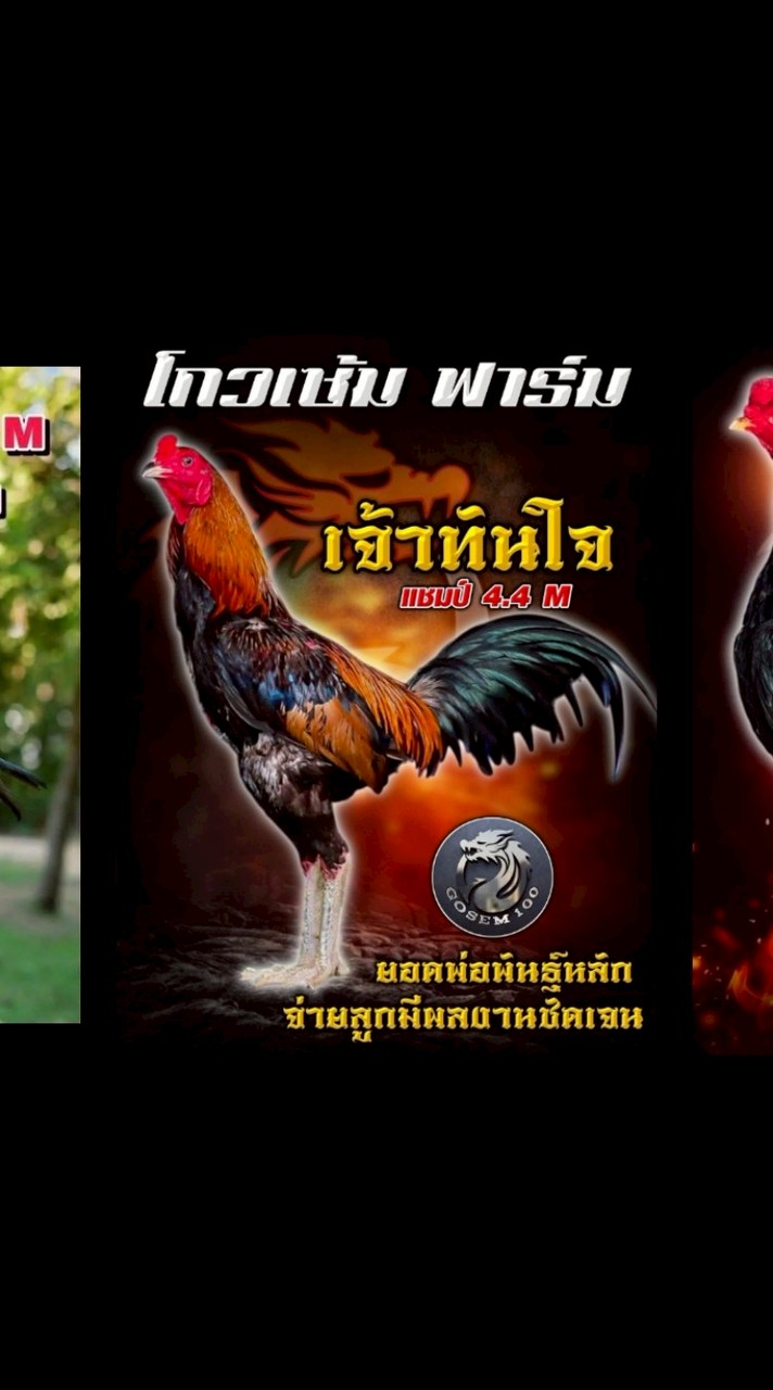 ดาราวรรณ์ ลูกกระเจี๊ยบ โกวเซ็ม ฟาร์ม S 600./S 900