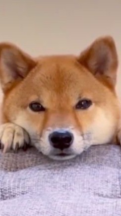 柴犬愛好家