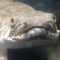 とあるポリプ部屋