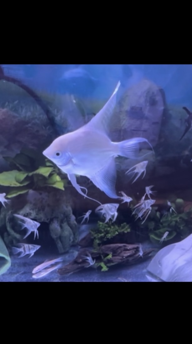 エンゼルフィッシュ産卵趣味