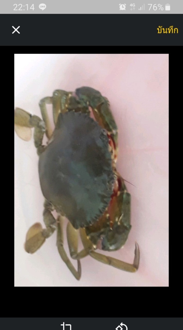 ปูทะเล mud crab