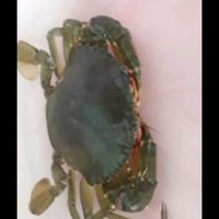 ปูทะเล mud crab