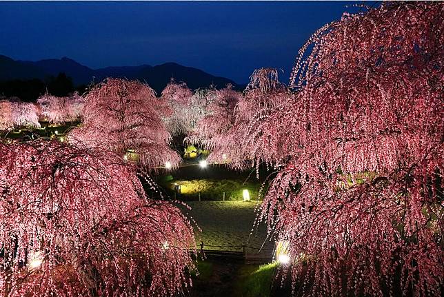 讓梅花先為櫻花揭開序幕 三重鈴鹿之森庭園的垂枝梅祭 是日日本 Line Today