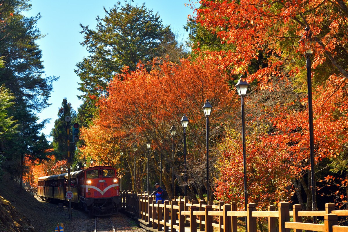 阿里山（體驗）
