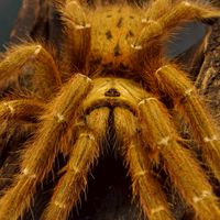 Lanna Spider