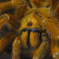 I am Spider