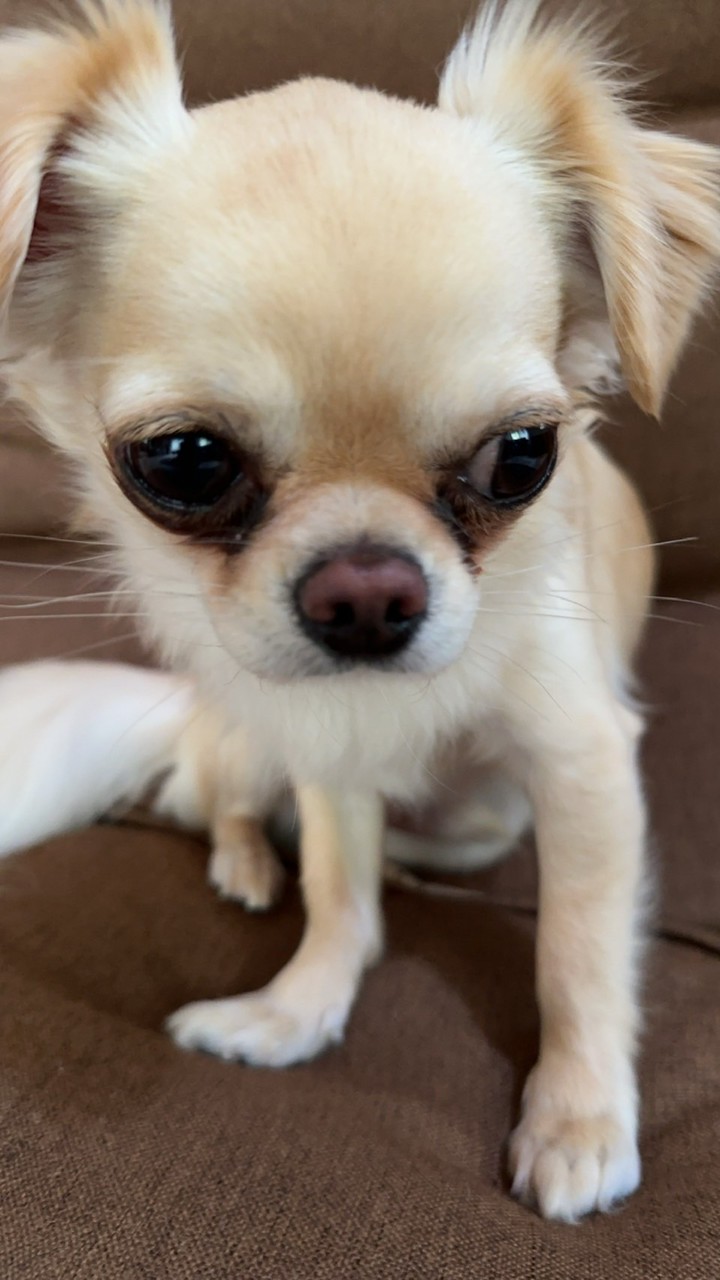 盗人犬ちわまるオープンチャット