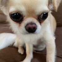 盗人犬ちわまるオープンチャット