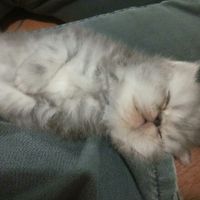 ทาสแมวขนฟูฟ่อง