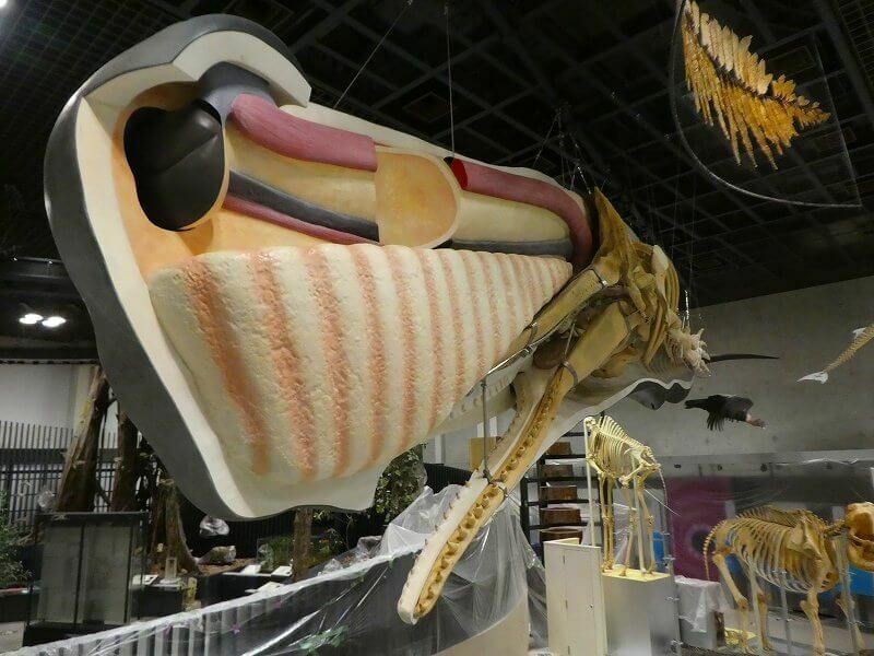 海洋堂　国立科学博物館　所蔵品再現モデル　マッコウクジラ　全身骨格 Amazon.co.jp: 海洋堂 国立科学博物館 監修 科博所蔵品 再現