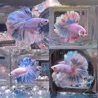 峰妃鬥魚館-純品系「也有不純的」鬥魚專區