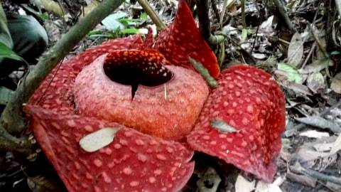 Rafflesia Terbesar Di Dunia Diperkirakan Akan Mekar Di Sumbar