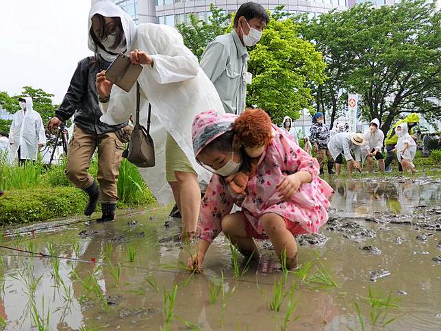 東京六本木高樓頂百人插秧推廣山形縣品牌米 中央通訊社 Line Today